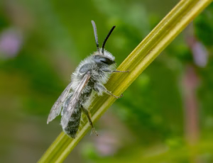 Lyngjordbi - Andrena fuscipes - Han, , Fotograf Claus Bach.