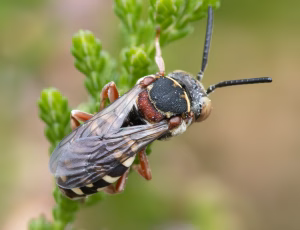 Hedefiltbi - Epeolus cruciger - Hun, , Fotograf Claus Bach.