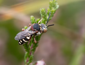 Hedefiltbi - Epeolus cruciger - Hun, , Fotograf Claus Bach.