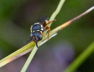 Lynghvepsebi - Nomada rufipes - Hun, , Fotograf Claus Bach.