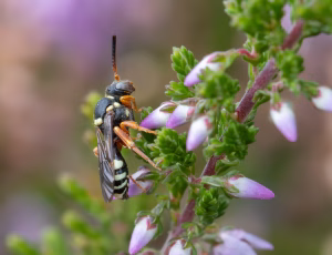 Lynghvepsebi - Nomada rufipes - Hun, , Fotograf Claus Bach.