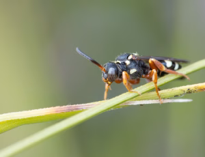 Lynghvepsebi - Nomada rufipes - Hun, , Fotograf Claus Bach.
