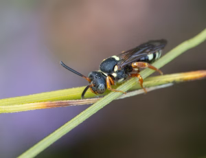 Lynghvepsebi - Nomada rufipes - Hun, , Fotograf Claus Bach.