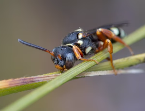 Lynghvepsebi - Nomada rufipes - Hun, , Fotograf Claus Bach.