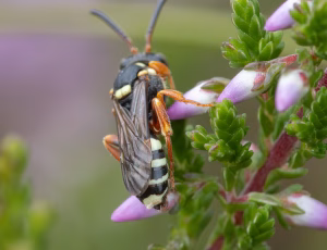 Lynghvepsebi - Nomada rufipes - Hun, , Fotograf Claus Bach.
