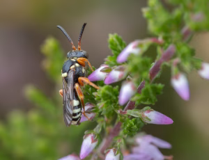 Lynghvepsebi - Nomada rufipes - Hun, , Fotograf Claus Bach.