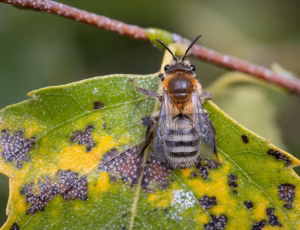 Lyngjordbi - Andrena fuscipes - Hun, , Fotograf Claus Bach.