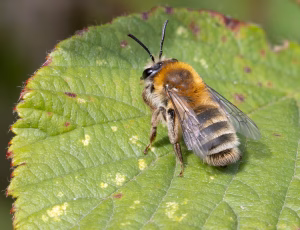 Lyngjordbi - Andrena fuscipes - Hun, , Fotograf Claus Bach.