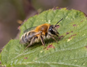 Lyngjordbi - Andrena fuscipes - Hun, , Fotograf Claus Bach.