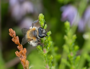 Lyngjordbi - Andrena fuscipes - Hun, , Fotograf Claus Bach.