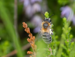 Lyngjordbi -   - Hun, , Fotograf Claus Bach.