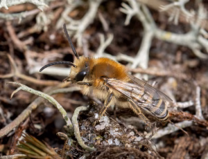 Lyngsilkebi - Colletes succinctus - Han, , Fotograf Claus Bach.