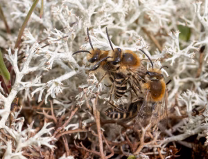 Lyngsilkebi - Colletes succinctus - Han, , Fotograf Claus Bach.