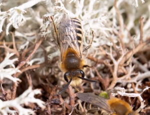 Lyngsilkebi - Colletes succinctus - Han, , Fotograf Claus Bach.
