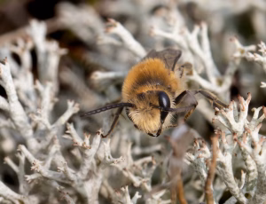 Lyngsilkebi - Colletes succinctus - Han, , Fotograf Claus Bach.