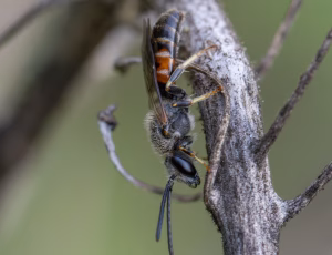 Moskussmalbi - Lasioglossum calceatum - Han, , Fotograf Claus Bach.