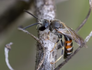 Moskussmalbi - Lasioglossum calceatum - Han, , Fotograf Claus Bach.