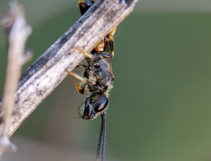 Moskussmalbi - Lasioglossum calceatum - Han, , Fotograf Claus Bach.