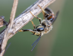 Moskussmalbi - Lasioglossum calceatum - Han, , Fotograf Claus Bach.