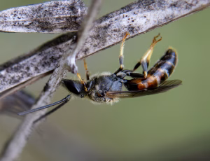 Moskussmalbi - Lasioglossum calceatum - Han, , Fotograf Claus Bach.