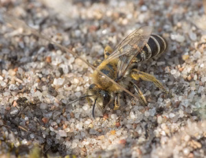 Marsksilkebi - Colletes halophilus - Hun, , Fotograf Claus Bach.