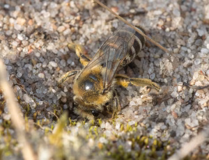 Marsksilkebi - Colletes halophilus - Hun, , Fotograf Claus Bach.