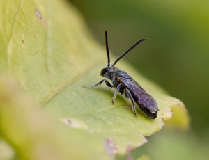 Metalsmalbi - Lasioglossum morio - Han, , Fotograf Claus Bach.