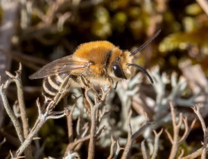 Marsksilkebi - Colletes halophilus - Han, , Fotograf Claus Bach.