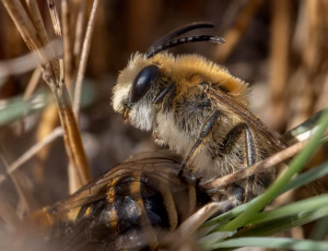 Marsksilkebi - Colletes halophilus - Han, , Fotograf Claus Bach.