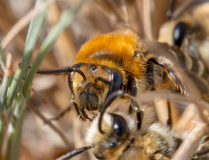 Marsksilkebi - Colletes halophilus - Hun, , Fotograf Claus Bach.