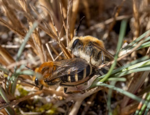 Marsksilkebi - Colletes halophilus, , Fotograf Claus Bach.