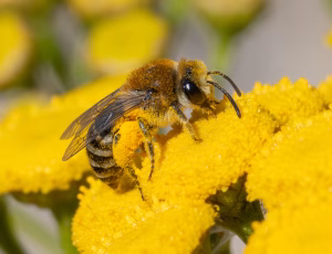Kurvsilkebi - Colletes similis - Hun, , Fotograf Claus Bach.