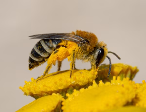 Kurvsilkebi - Colletes similis - Hun, , Fotograf Claus Bach.