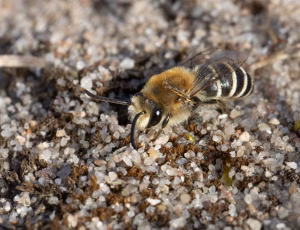 Marsksilkebi - Colletes halophilus - Han, , Fotograf Claus Bach.