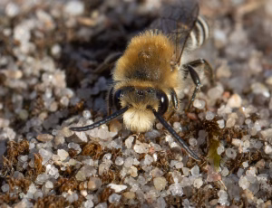 Marsksilkebi - Colletes halophilus - Han, , Fotograf Claus Bach.