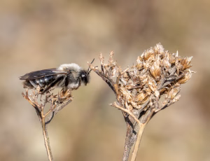 Hvidbrystet jordbi - Andrena vaga - Hun, , Fotograf Claus Bach.