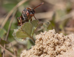 Tidlig hvepsebi - Nomada leucophthalma - Hun, , Fotograf Claus Bach.