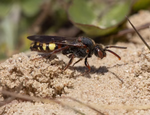 Tidlig hvepsebi - Nomada leucophthalma - Hun, , Fotograf Claus Bach.