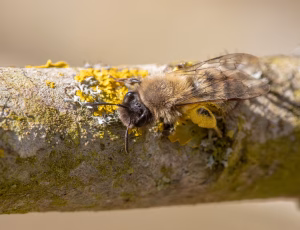 Pelset jordbi - Andrena nycthemera - Hun, , Fotograf Claus Bach.