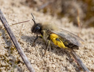Pelset jordbi - Andrena nycthemera - Hun, , Fotograf Claus Bach.