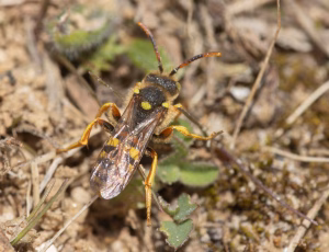 Pragthvepsebi - Nomada fucata - Hun, , Fotograf Claus Bach.