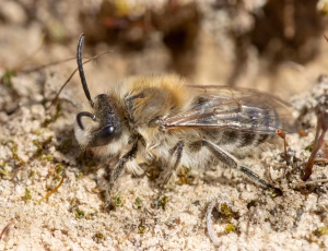 Vårsilkebi - Colletes cunicularius - Han, , Fotograf Claus Bach.