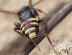 Tidlig hvepsebi - Nomada leucophthalma - Hun, , Fotograf Claus Bach.