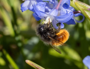 Tidlig murerbi - Osmia cornuta - Hun, , Fotograf Claus Bach.