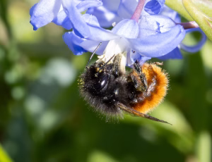 Tidlig murerbi - Osmia cornuta - Hun, , Fotograf Claus Bach.