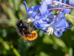 Tidlig murerbi - Osmia cornuta - Hun, , Fotograf Claus Bach.