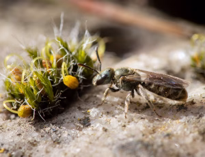 Metalsmalbi - Lasioglossum morio - Hun, , Fotograf Claus Bach.