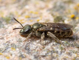 Metalsmalbi - Lasioglossum morio - Hun, , Fotograf Claus Bach.