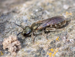 Metalsmalbi - Lasioglossum morio - Hun, , Fotograf Claus Bach.