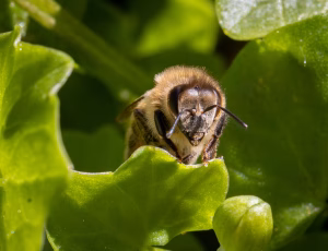 Honningbi - Apis mellifera, , Fotograf Claus Bach.